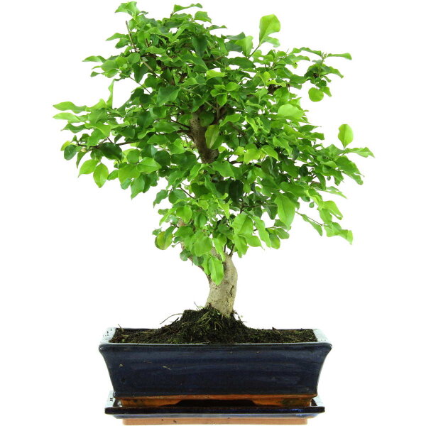 Ligustro chino, Bonsai, 11 años, 43cm