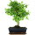 Ligustr chinski, Bonsai, 11 letnie, 43cm