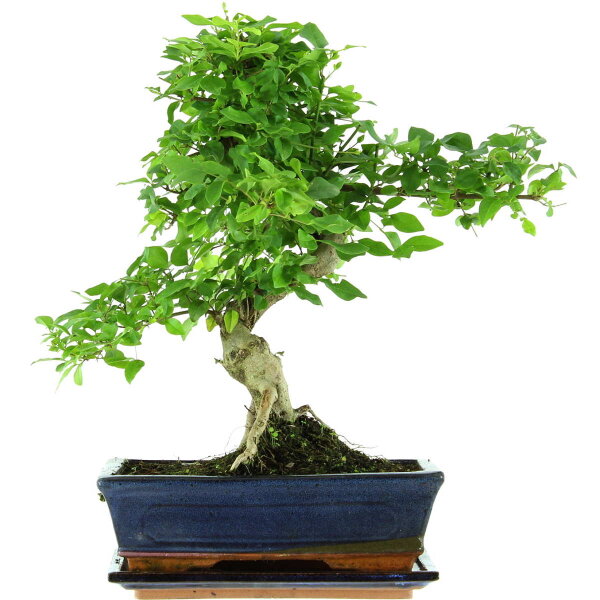 Chinesischer Liguster, Bonsai, 11 Jahre, 40cm