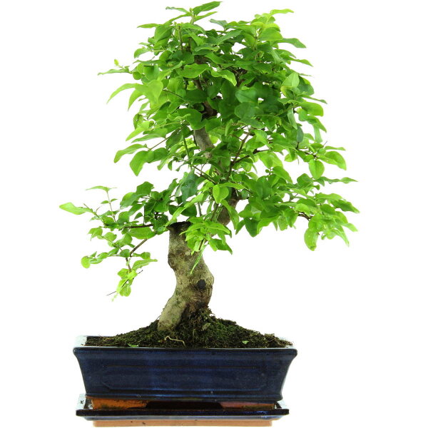 Chinesischer Liguster, Bonsai, 11 Jahre, 45cm