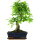 Ligustr chinski, Bonsai, 11 letnie, 45cm