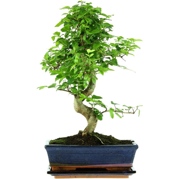 Ligustro chino, Bonsai, 11 años, 45cm