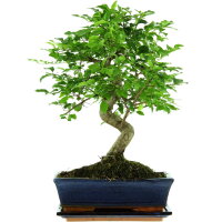 Ligustr chinski, Bonsai, 11 letnie, 43cm