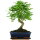 Ligustr chinski, Bonsai, 11 letnie, 43cm