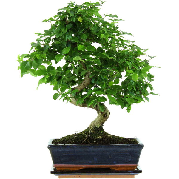 Troène de Chine, Bonsai, 11 ans, 44cm