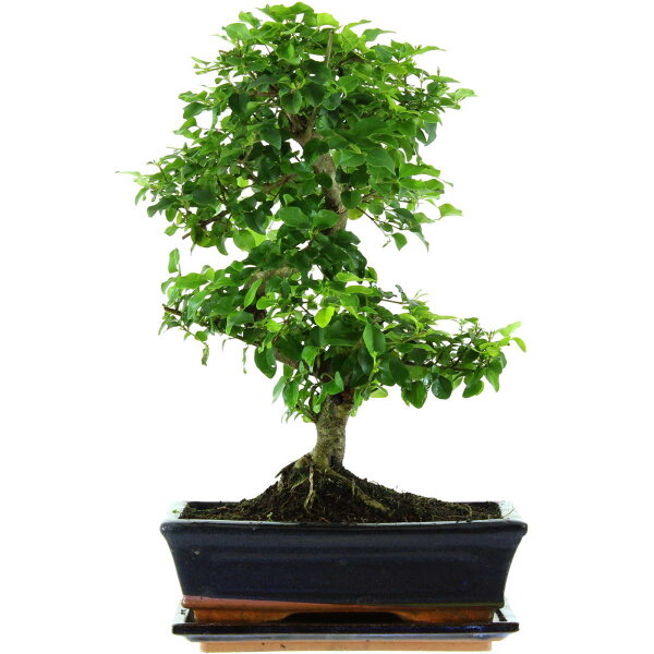 Ligustro chino, Bonsai, 11 años, 42cm