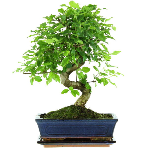 Japanese privet, Bonsai, 11 years, 41cm