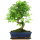 Ligustr chinski, Bonsai, 11 letnie, 41cm