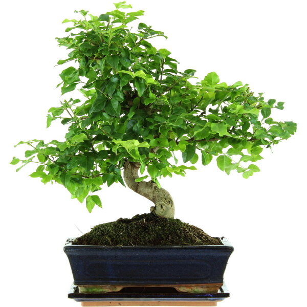 Ligustro chino, Bonsai, 11 años, 41cm