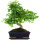 Ligustro cinese, Bonsai, 11 anni, 41cm