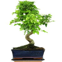 Chinesischer Liguster, Bonsai, 11 Jahre, 42cm