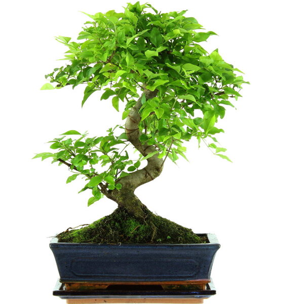 Ligustro cinese, Bonsai, 11 anni, 41cm