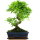 Ligustr chinski, Bonsai, 11 letnie, 41cm