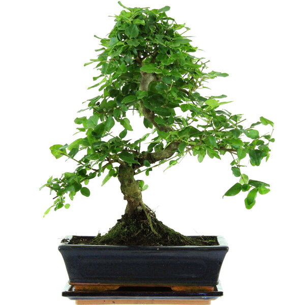 Chinesischer Liguster, Bonsai, 11 Jahre, 42cm