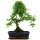 Ligustro cinese, Bonsai, 11 anni, 42cm