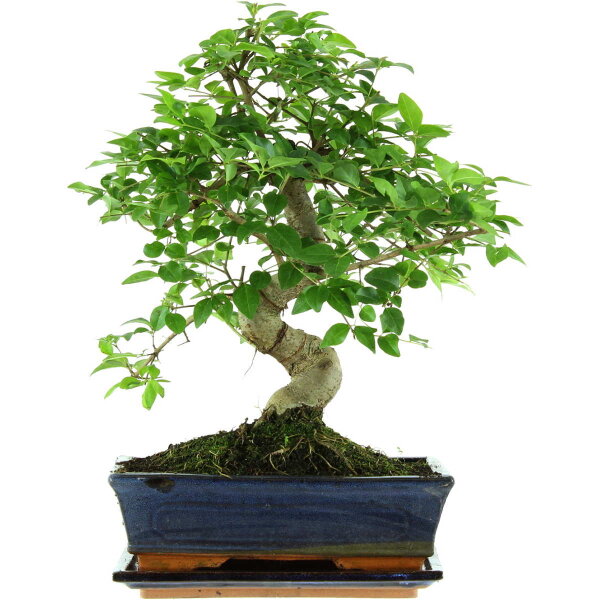 Ligustro chino, Bonsai, 11 años, 41cm