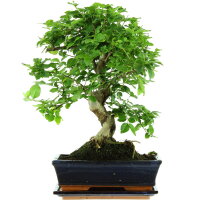 Chinesischer Liguster, Bonsai, 11 Jahre, 42cm