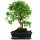 Ligustr chinski, Bonsai, 11 letnie, 42cm