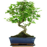 Tro&egrave;ne de Chine, Bonsai, 11 ans, 42cm