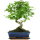 Ligustr chinski, Bonsai, 11 letnie, 42cm