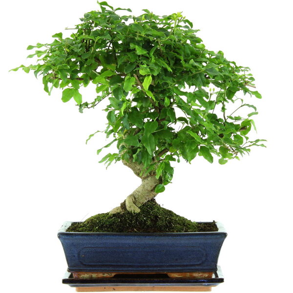 Ligustro chino, Bonsai, 11 años, 40cm