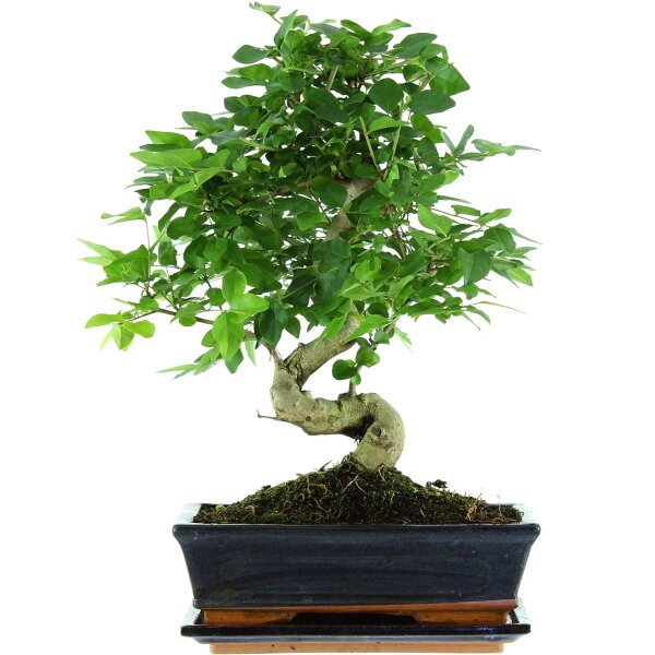 Japanese privet, Bonsai, 11 years, 41cm