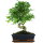 Ligustr chinski, Bonsai, 11 letnie, 41cm