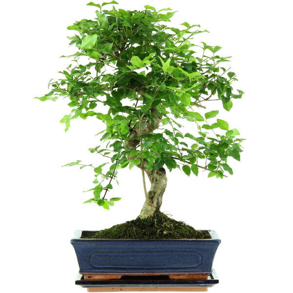 Ligustro chino, Bonsai, 11 años, 45cm