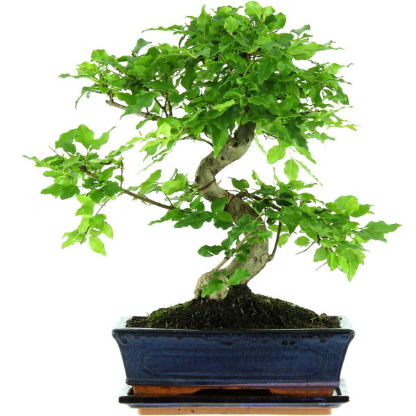 Ligustro cinese, Bonsai, 11 anni, 40cm