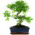 Ligustr chinski, Bonsai, 11 letnie, 40cm