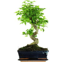 Chinesischer Liguster, Bonsai, 11 Jahre, 44cm