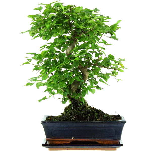 Ligustro chino, Bonsai, 11 años, 41cm