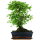 Ligustr chinski, Bonsai, 11 letnie, 41cm