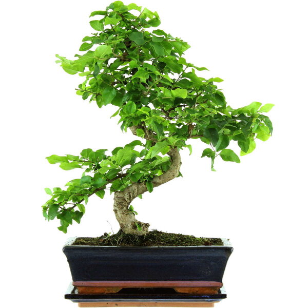 Ligustro chino, Bonsai, 11 años, 42cm