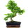 Ligustr chinski, Bonsai, 11 letnie, 42cm