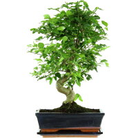 Japanese privet, Bonsai, 11 years, 47cm