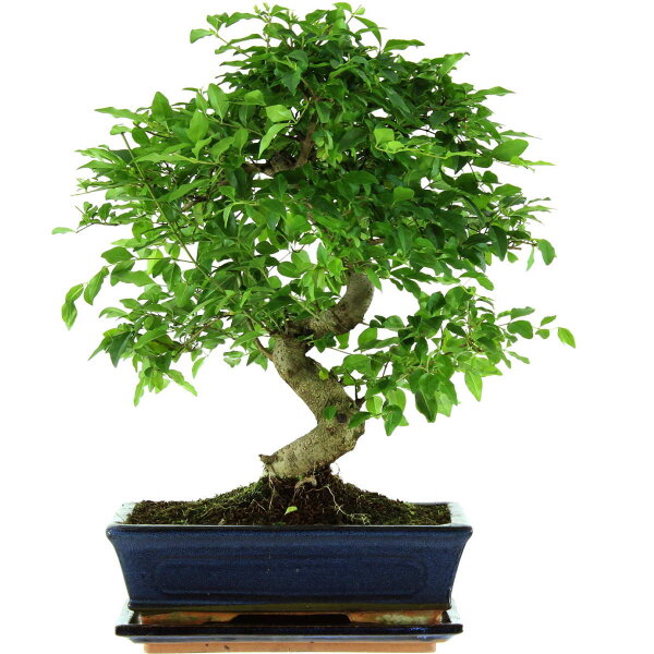 Chinesischer Liguster, Bonsai, 11 Jahre, 41cm