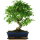 Ligustr chinski, Bonsai, 11 letnie, 41cm