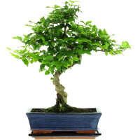 Tro&egrave;ne de Chine, Bonsai, 11 ans, 42cm