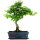 Ligustr chinski, Bonsai, 11 letnie, 42cm