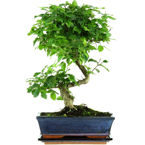 Chinesischer Liguster, Bonsai, 11 Jahre, 43cm