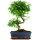 Ligustr chinski, Bonsai, 11 letnie, 43cm