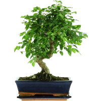 Chinesischer Liguster, Bonsai, 11 Jahre, 40cm