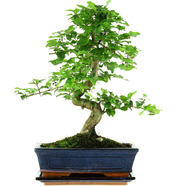 Chinesischer Liguster, Bonsai, 11 Jahre, 41cm