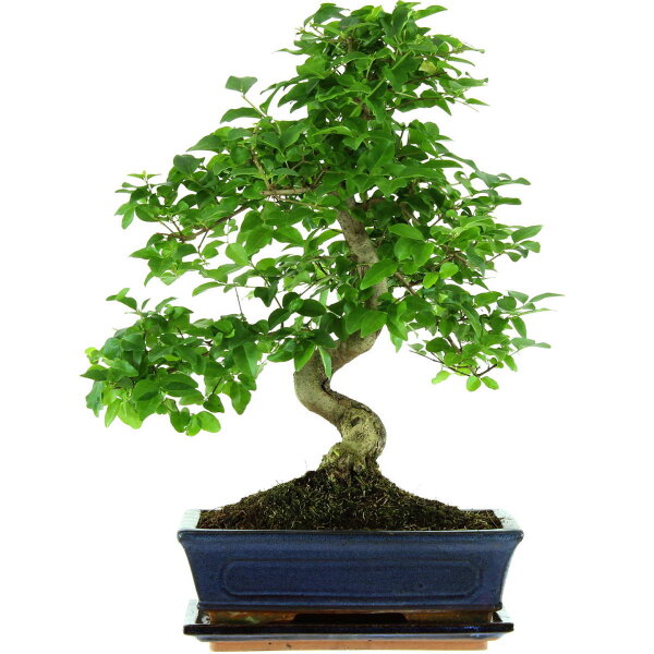 Troène de Chine, Bonsai, 11 ans, 44cm