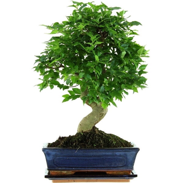 Ligustro cinese, Bonsai, 11 anni, 44cm