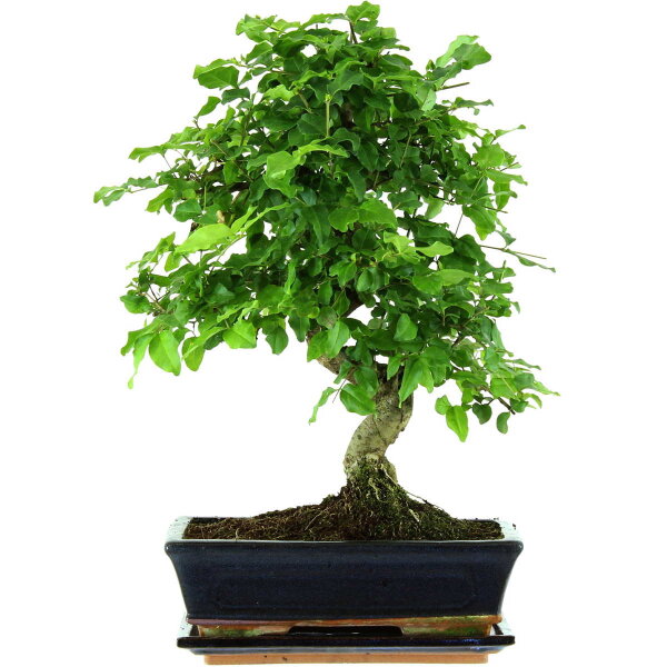 Troène de Chine, Bonsai, 11 ans, 44cm