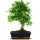 Ligustr chinski, Bonsai, 11 letnie, 44cm