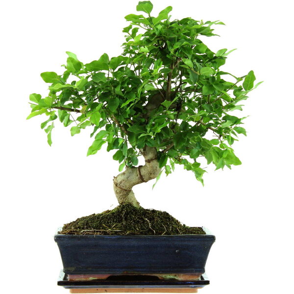 Ligustro chino, Bonsai, 11 años, 41cm