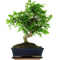 Tro&egrave;ne de Chine, Bonsai, 11 ans, 41cm